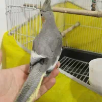 عروس هلندی اهلی فروشی