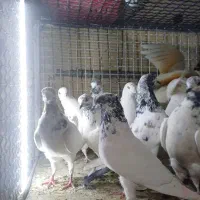 دکه ناصردین|پرنده|دورود, |دیوار