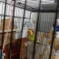 طوطی برزیلی