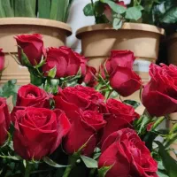 هر شاخه رز طبیعی هلندی