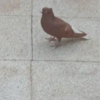 کبوتر گرفتنی