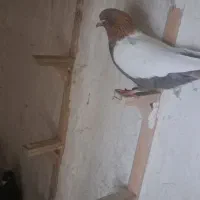 نر پریده کبوتر