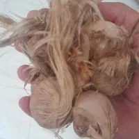 ۸۰ کیلو پیاز مرغوب وسالم با گل دهی بالا قیمت۴۵۰۰۰