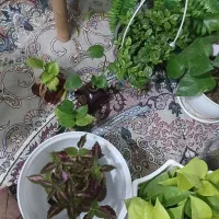 گل هارو تازه خریدم به قیمت گلخونه