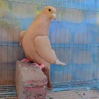 3عدد خال و سرخ و زرد کرمونی|پرنده|مشهد, هفده شهریور|دیوار