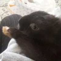 خرگوش|موش و خرگوش|ارومیه, |دیوار