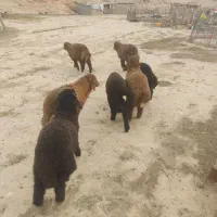 بره رامهرمز