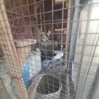 کفتر طوقی پلاکی سیاه دم سفید