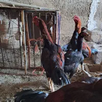 تخم مرغ لاری  و. دورگ لاری به شرط نطفه