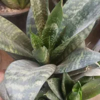 فروش انواع گلهای سانسوریا|گل و گیاه طبیعی|چابهار, |دیوار