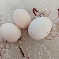تخم مرغ