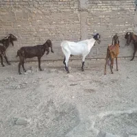 بز افغانی|حیوانات مزرعه|شادگان, |دیوار