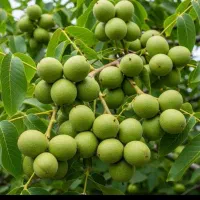 نهالستان فروش انواع رقم پربار و زودبازده