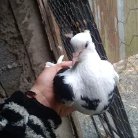 ماده