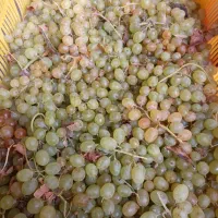 فروش انگور مخصوص دوشاب