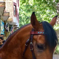 اسب عرب ایرانی خالص|اسب و تجهیزات اسب‌سواری|خوانسار, |دیوار