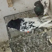 یک جفت کله و یک کلاغ سیاه نر|پرنده|مشهد, کریم آباد|دیوار