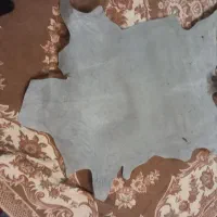 پوست بز|حیوانات مزرعه|اصفهان, شاهد|دیوار