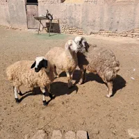 بره فروشی