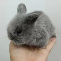 بچه خرگوش لوپ اندازه یک کف دست|موش و خرگوش|گناباد, |دیوار