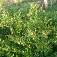 یاس|گل و گیاه طبیعی|واجارگاه, |دیوار