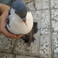 کفتر زرد