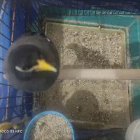 مینا ،عروس هلندی|پرنده|قرچک, زیبا شهر|دیوار