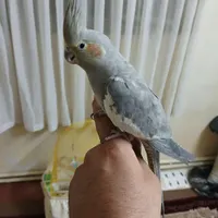 عروس هلندی نر دستی ارام