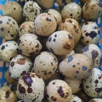 تخم بلدرچین وبلدرچین گوشتی