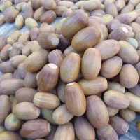 بلوط ممتاز ارگانیک