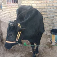 گاو محلی آبستن|حیوانات مزرعه|هرسین, |دیوار