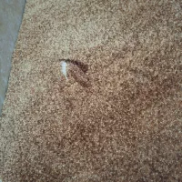 پالاز موکت