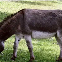 خر الاغ