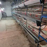 قفس مرغ تخم گزار