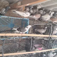 فوش ۵۰یا ۶۰ عدد جوجه بشرط کله دارکاکلی