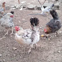 فروش فوری مرغ محلی تخم گذار|حیوانات مزرعه|بهشهر, |دیوار