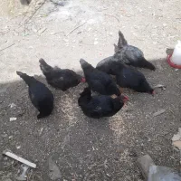 مرغ خروس مشکی