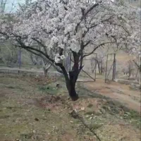 فروش و معاوضه باغ بادام و گردو
