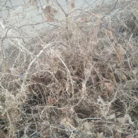 ریشه انگور دو ساله