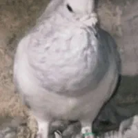 شامی ، هودی، کله اسبی