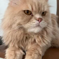 گربه نژاد دار