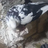 ۳ عدد نره پرشتی|پرنده|خرمآباد, |دیوار