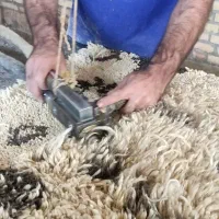 دستگاه پرداخت فرش