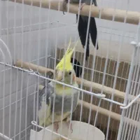 سه عدد عروس هلندی بالغ دستی و تخم گذار با قفس بزرگ