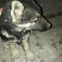 ژرمن ورک ژرمن شولاین