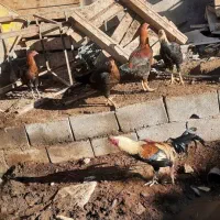 ۴عددخروس و۲عدد مرغ کاکلی جوان تخم گذارجنس درجه ۱