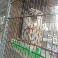 پرنده|پرنده|تهران, خاک سفید|دیوار