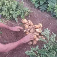 سیب‌زمینی لوکس در زمین های‌بکر