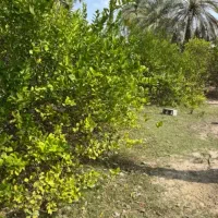فروش-زمین-کشاورزی