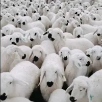 میش جوان سفید سفت چاق